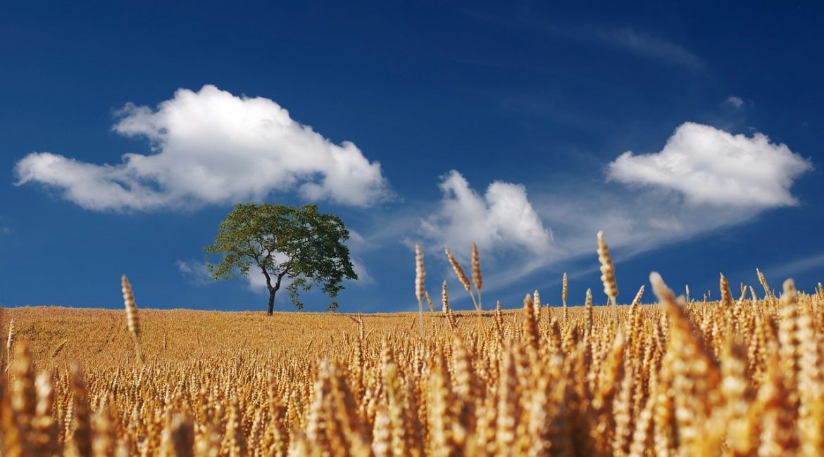 Getreide: Das Business von Konzernen