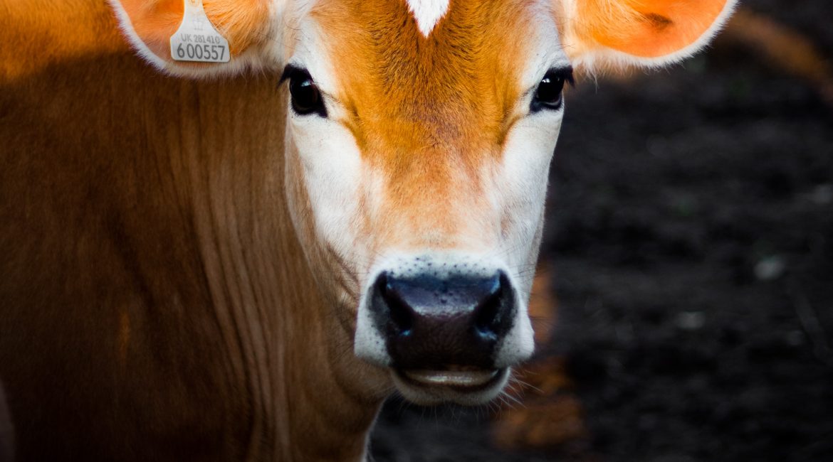 Klimaschutz und der Krieg gegen die Kühe…